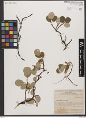 Foto von Salix reticulata L.